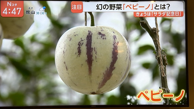 TBS「Nスタ」で『あつぎペピーノ』が紹介されました！
